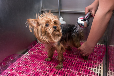 How to Bathe Your Dog Safely: Step-by-Step Advice for UK Pet Owners