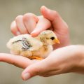 The Ultimate Guide to Setting Up the Perfect Bird Cage for Pet Birds in the UK
