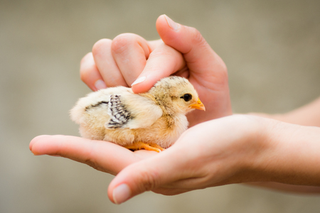The Ultimate Guide to Setting Up the Perfect Bird Cage for Pet Birds in the UK