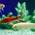 The Ultimate Setup Guide: Freshwater vs Marine Aquariums for Beginners in Britain