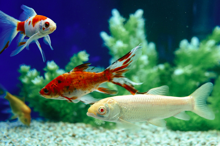 The Ultimate Setup Guide: Freshwater vs Marine Aquariums for Beginners in Britain