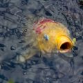 Understanding Fish Dietary Needs: Essential Nutrients for Popular Aquarium Species in the UK