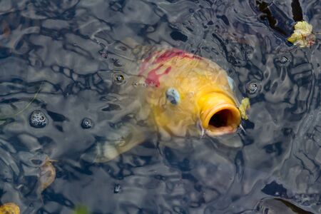 Understanding Fish Dietary Needs: Essential Nutrients for Popular Aquarium Species in the UK
