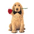 Managing Territorial and Protective Behaviours in British Dogs