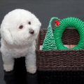 Small Pet Cages, Bedding, and Toys: The Complete British Buyer’s Guide