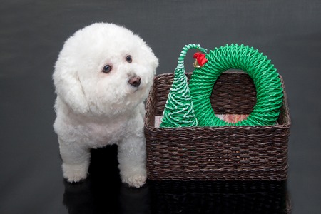 Small Pet Cages, Bedding, and Toys: The Complete British Buyer’s Guide