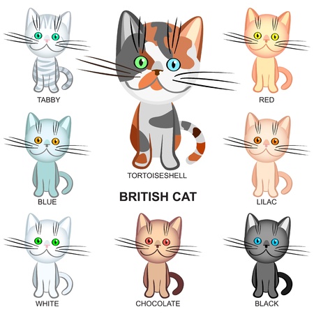 Top 20 Must-Have Small Pet Accessories & Supplies for British Pet Owners