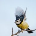 Seasonal Behavioural Changes Among Wild Birds in Britain