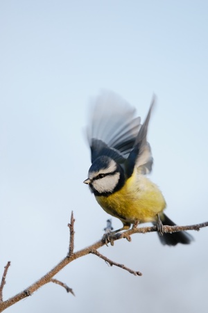Seasonal Behavioural Changes Among Wild Birds in Britain