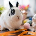 Diet and Nutrition for Gerbils: A Comprehensive British Approach