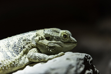 Top 10 Most Popular Reptiles to Keep as Pets in Britain