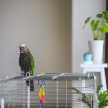 Pet Bird Training Techniques Popular in Britain