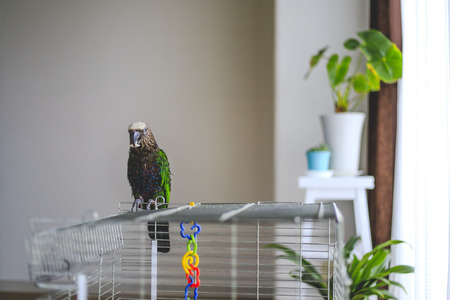 Pet Bird Training Techniques Popular in Britain