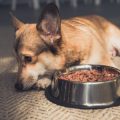 Common Health Issues in Exotic Mammals and How UK Owners Can Prevent Them