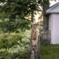 Why Do Cats Bring Home Prey? Evolution and Psychology for UK Cat Owners