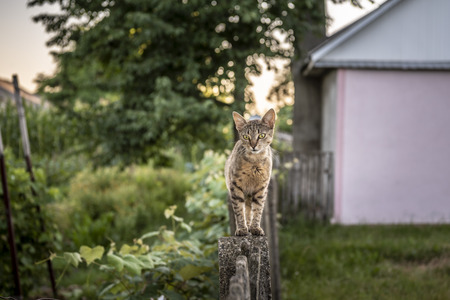 Why Do Cats Bring Home Prey? Evolution and Psychology for UK Cat Owners