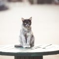 Hydration and Your Cat: Ensuring Adequate Water Intake for Cats in Britain