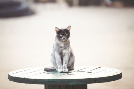 Hydration and Your Cat: Ensuring Adequate Water Intake for Cats in Britain