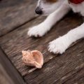 How to Stop Dogs and Cats from Escaping: British Garden and Outdoor Security Advice