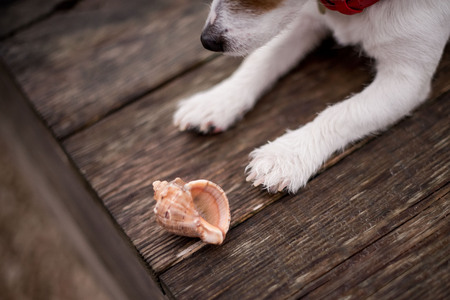 How to Stop Dogs and Cats from Escaping: British Garden and Outdoor Security Advice