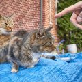 Home Cat Grooming Toolkit: Must-Have Products for British Cat Owners