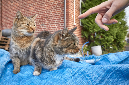Home Cat Grooming Toolkit: Must-Have Products for British Cat Owners