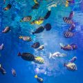 Fish Quarantine Procedures: Best Practices for Preventing Disease Spread in the UK