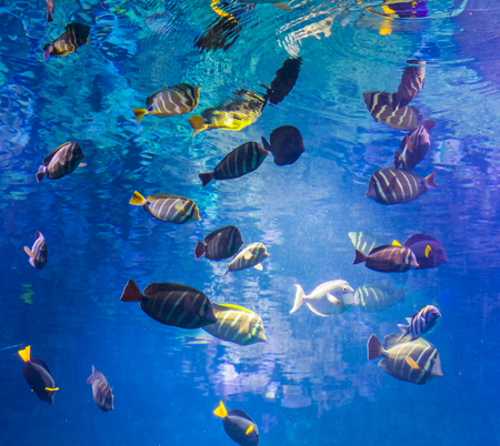 Fish Quarantine Procedures: Best Practices for Preventing Disease Spread in the UK