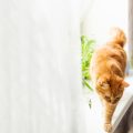 Reducing Allergens from Cat Fur: Grooming Practices Recommended by UK Experts