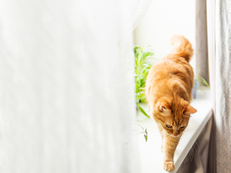 Reducing Allergens from Cat Fur: Grooming Practices Recommended by UK Experts