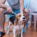 Natural DIY Grooming Solutions Popular Among British Pet Lovers