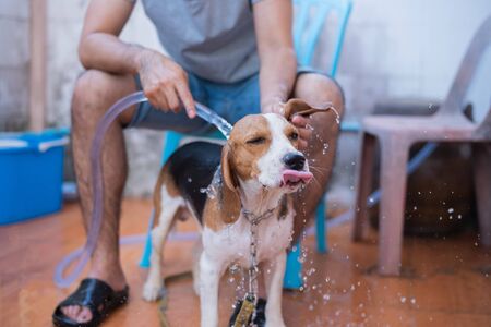 Natural DIY Grooming Solutions Popular Among British Pet Lovers