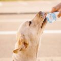 Special Diets for Dogs with Medical Conditions: Kidney Disease, Diabetes, and Gastrointestinal Issues