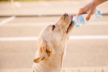 Special Diets for Dogs with Medical Conditions: Kidney Disease, Diabetes, and Gastrointestinal Issues