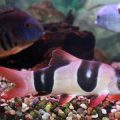 Identifying and Treating Dropsy in Aquarium Fish: A UK Perspective