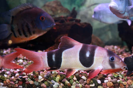 Identifying and Treating Dropsy in Aquarium Fish: A UK Perspective