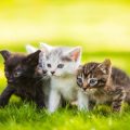 Crossbreeds and Mixed Cats in the UK: Beyond Pedigree Popularity