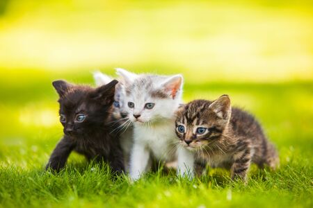 Crossbreeds and Mixed Cats in the UK: Beyond Pedigree Popularity
