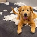 Mental Stimulation for Indoor Pets: Activities Suited for UK Flats