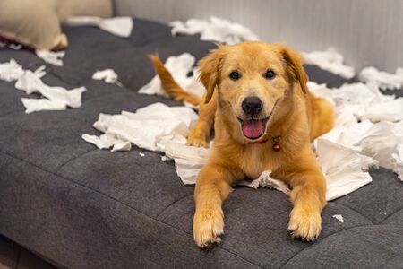 Mental Stimulation for Indoor Pets: Activities Suited for UK Flats