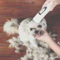 How to Keep Your Dog Calm During Home Grooming Sessions in the UK