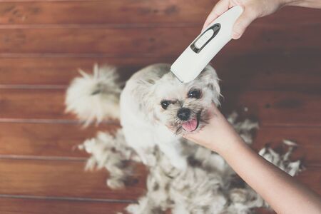 How to Keep Your Dog Calm During Home Grooming Sessions in the UK