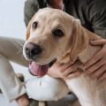 Preventing Common UK Pet Diseases Through Vaccination and Regular Checks
