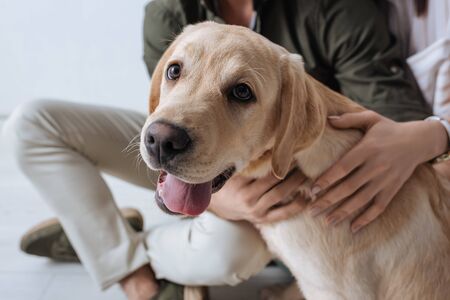 Preventing Common UK Pet Diseases Through Vaccination and Regular Checks