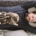 Top Pet-Friendly Bed and Breakfasts in the UK: Homely Hospitality for You and Your Pet