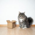 Managing Cat Dander and Fur in Flats and Terraced Homes across the UK