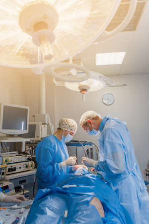 Common Surgical Procedures for Birds in the UK: When Is Surgery Necessary?