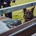The Role of British Dog Trainers: Choosing the Right Professional for Your Canine