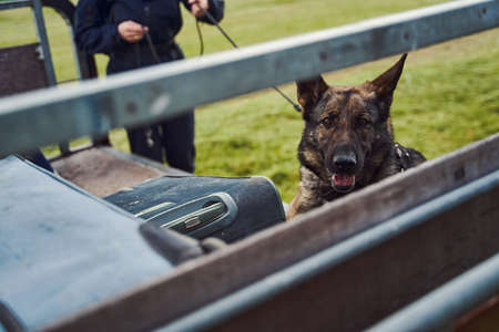 The Role of British Dog Trainers: Choosing the Right Professional for Your Canine