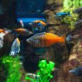 Aquascaping Tips: Design Inspirations for British Freshwater and Marine Fish Tanks